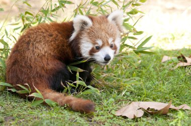 Red panda Güz