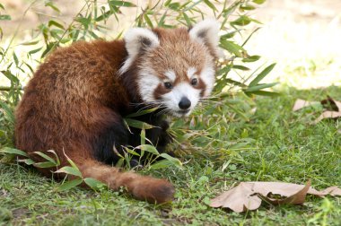 Red panda Güz