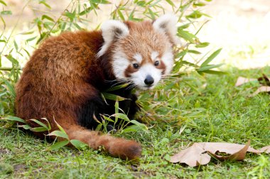 Red panda Güz