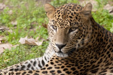 Dikey yatırılır leopar