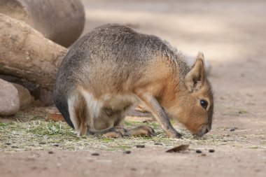 Patagonya mara