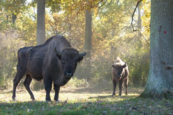 Europese bizon — Stockfoto