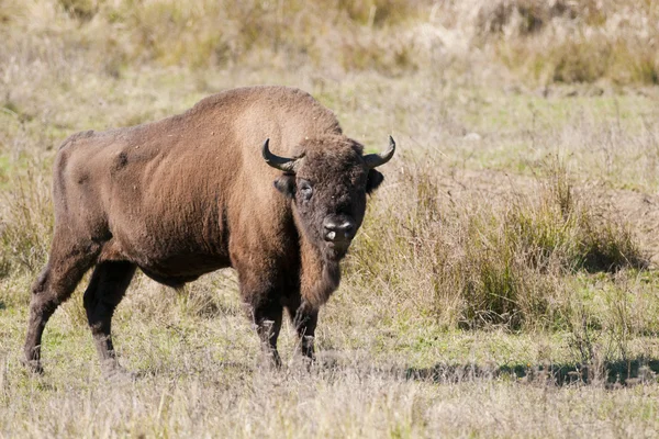 Bisonte europeo — Foto Stock
