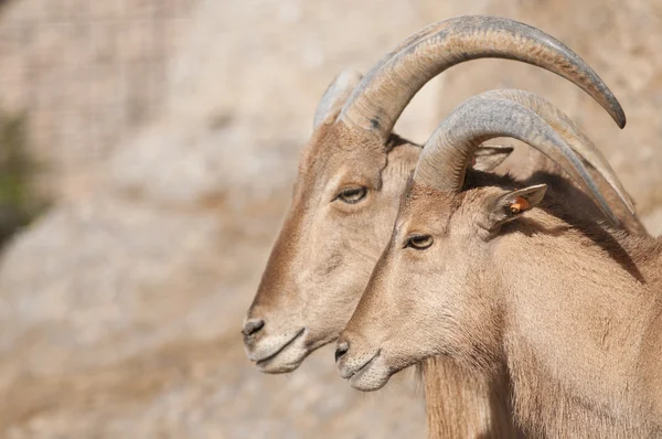 Brabary owiec portret — Zdjęcie stockowe