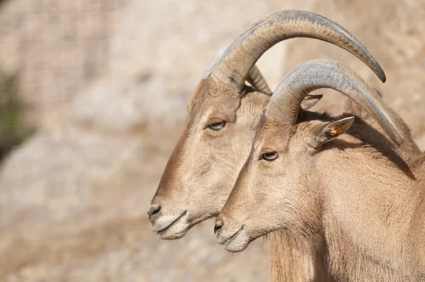 Brabary retrato de ovejas — Foto de Stock