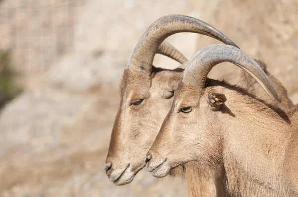Brabary retrato de ovejas — Foto de Stock
