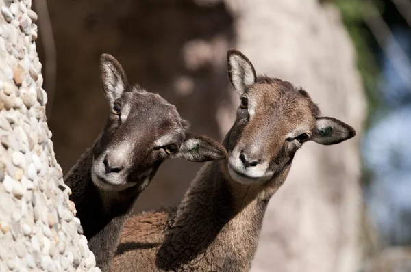 Atlas Mouflon, hembra — Foto de Stock
