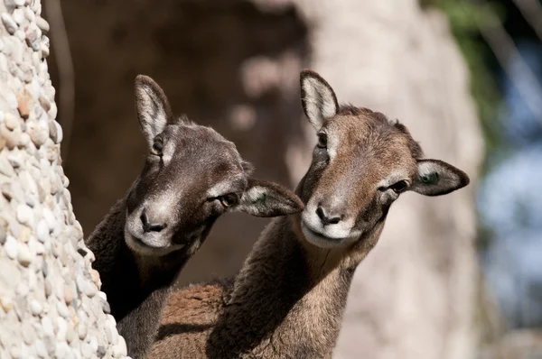 Atlas Mouflon, fêmea — Fotografia de Stock
