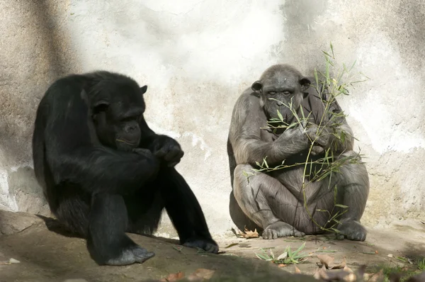 Hayvanat bahçesinde iki şempanzenin — Stok fotoğraf