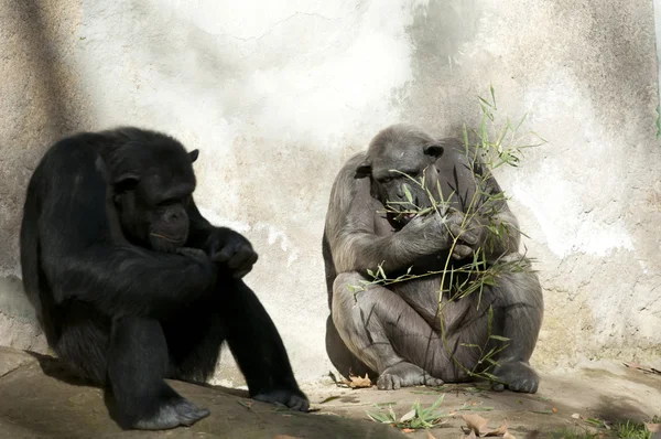 Dva šimpanzi v zoo — Stock fotografie