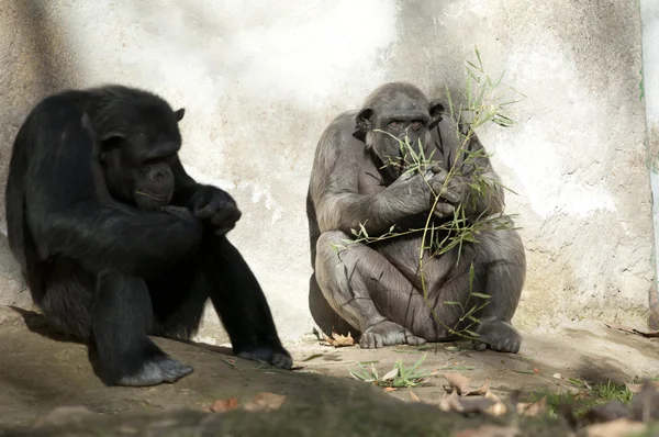 Dois chimpanzés no zoológico — Fotografia de Stock