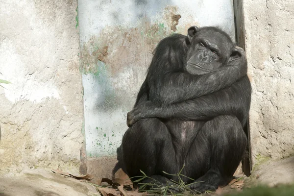 Kapının yanında uyuyan şempanze — Stok fotoğraf