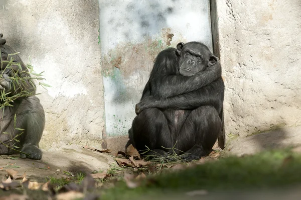 Шимпанзе спит у двери — стоковое фото