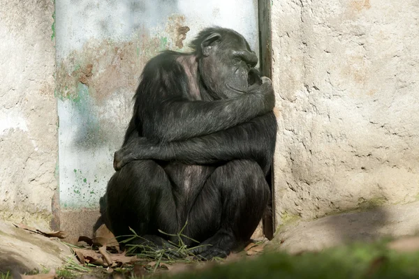 Schimpanse schläft neben einer Tür — Stockfoto