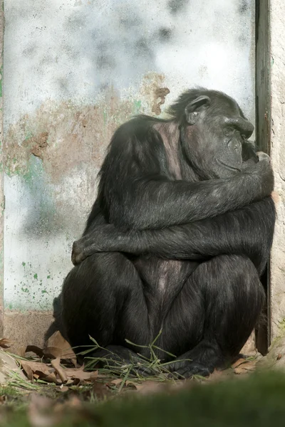 Schimpans sova nära en dörr — Stockfoto