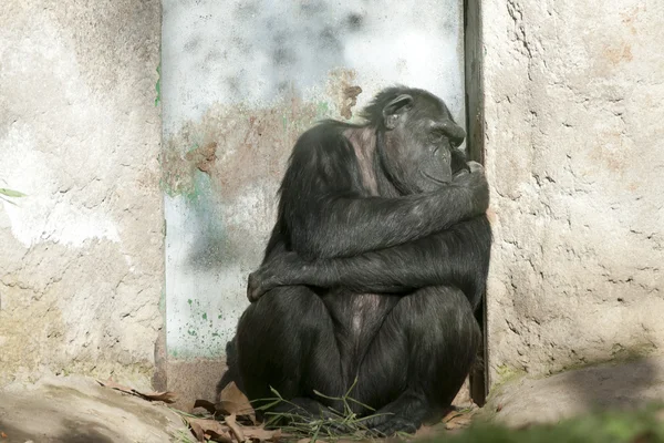 Scimpanzé che dorme vicino a una porta — Foto Stock
