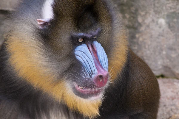 Retrato de macaco de broca — Fotografia de Stock