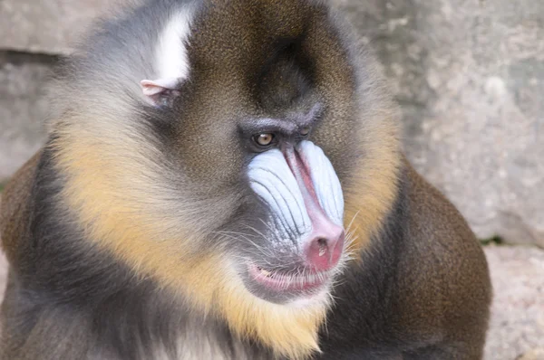 Borra monkey porträtt — Stockfoto