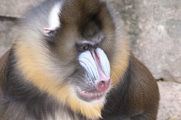 Retrato de macaco de broca — Fotografia de Stock