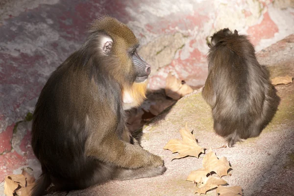 Vrtačka opičí mláďata — Stock fotografie