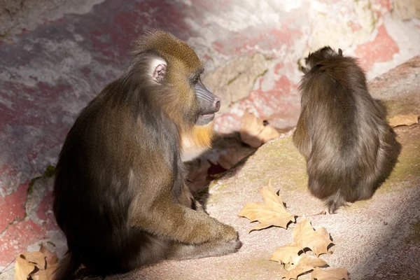 Fúró majom Kicsiknek — Stock Fotó