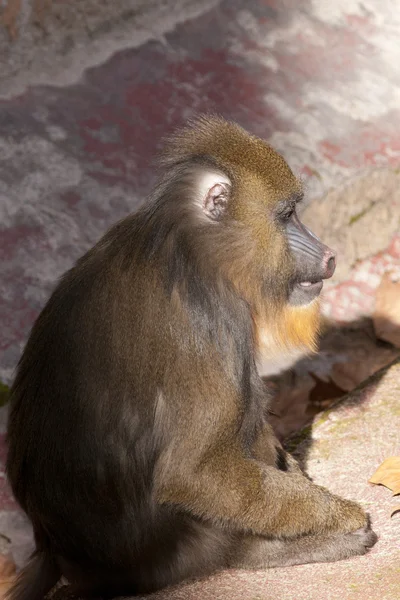 Молодые бурильные обезьяны — стоковое фото