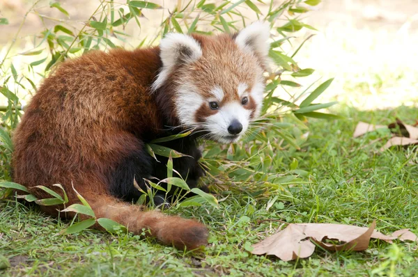 Red panda Güz