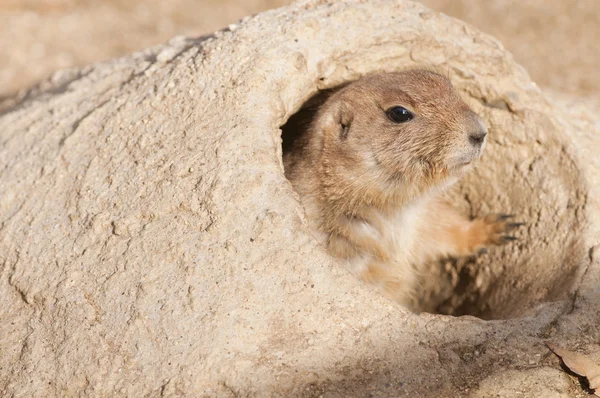 stock image Black Tailed Prairie Dog