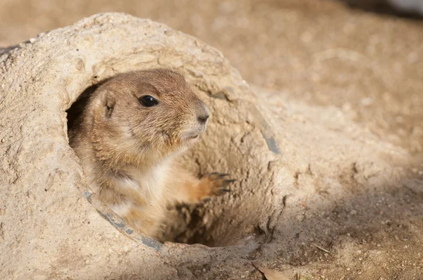 stock image Black Tailed Prairie Dog