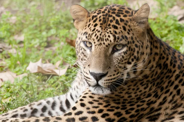 Leopard fastställs porträtt — Stockfoto
