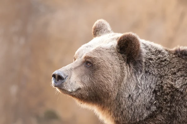 Portrair Beruang Coklat — Stok Foto