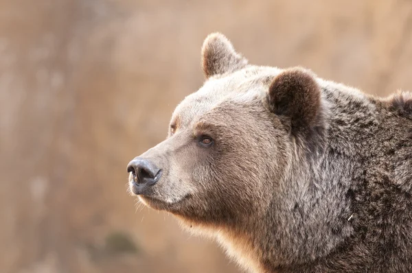 Urso castanho Portrair — Fotografia de Stock