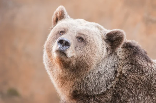 Medvěd hnědý portrair — Stock fotografie