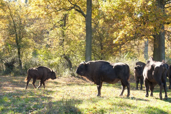 Europese bizon Rechtenvrije Stockafbeeldingen