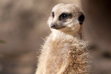 suricate veya Firavun faresi veya çöl faresi