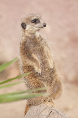 suricate veya Firavun faresi veya çöl faresi