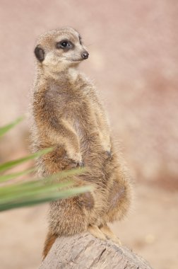 suricate veya Firavun faresi veya çöl faresi