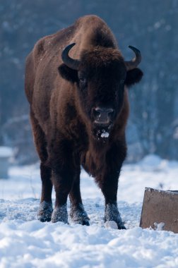 Avrupa bizonu (bizon bonasus), kışın arayan erkek