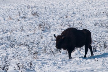 Avrupa bizonu (bizon bonasus) Kış erkek