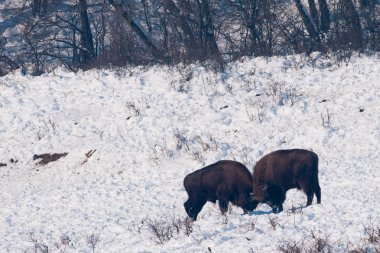 Two European Bisons (Bison bonasus) fighting on Snow clipart