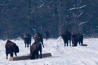 Kışın yemek için Avrupa bizonlar (bizon bonasus) ileride sürüsü