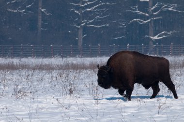 Kışın Avrupa bizonu (bizon bonasius)