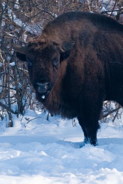 Eski Eurpean Bison (bizon bonasus) portre