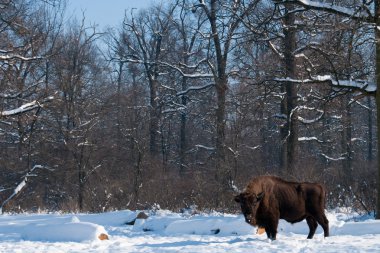 European Bison (Bison bonasus) in forest in Winter clipart