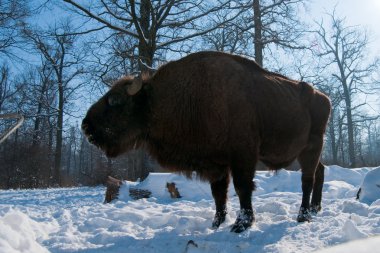 Avrupa mısır koçanı yiyor Bison (bizon bonasus)