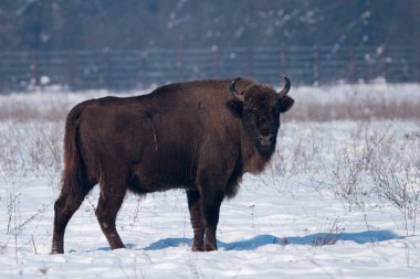 Kışın Avrupa bizonu (bizon bonasus)