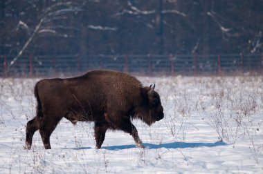 Kışın Avrupa bizonu (bizon bonasus)