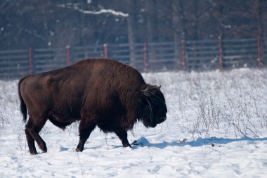 Avrupa bizonu (Bison bonasus)