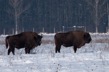 İki erkek, Eurpean Bison (bizon bonasus) kışın