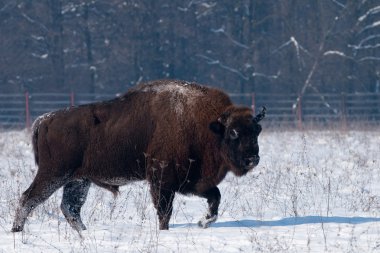 Europese bizon op zoek naar kalveren